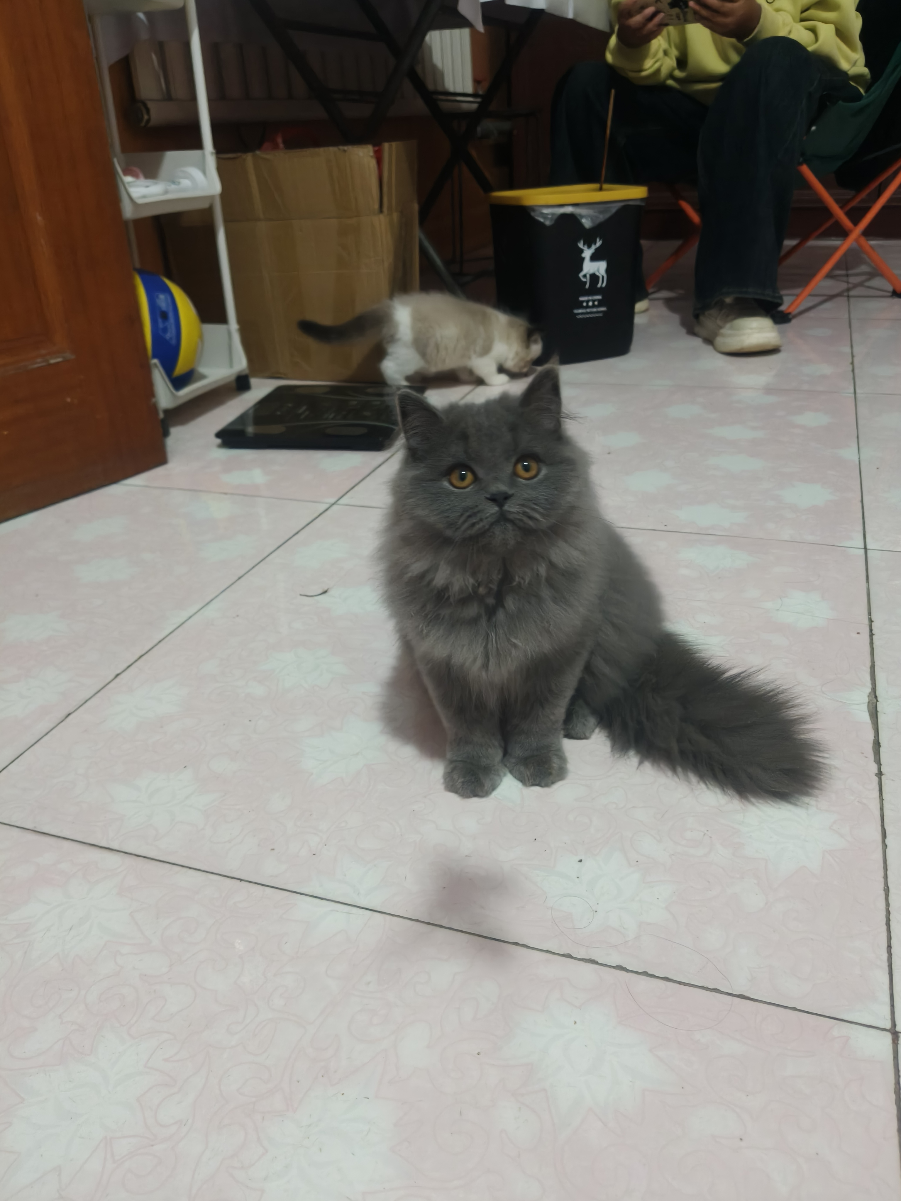 蓝猫高地妹妹，喜欢的联系